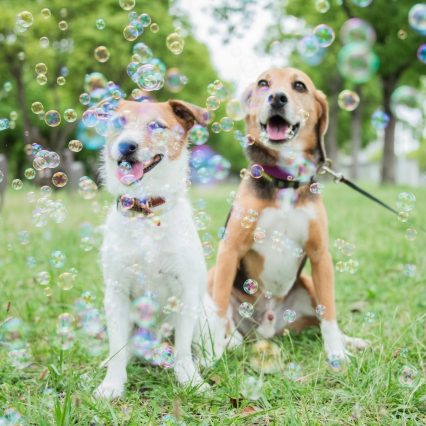 犬好きさんにおすすめの名入れアイテム